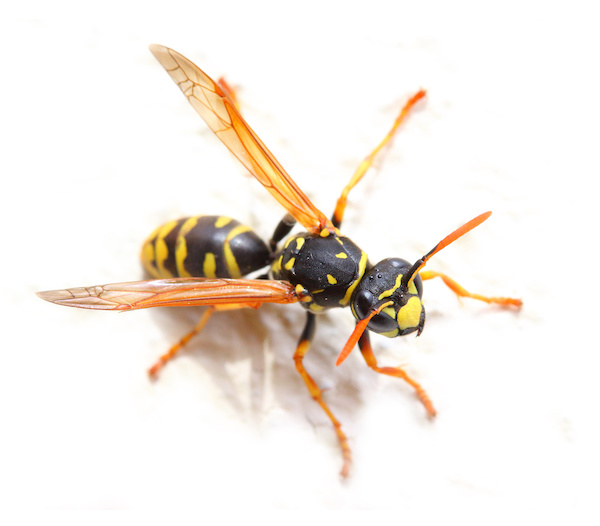 Yellowjacket wasp