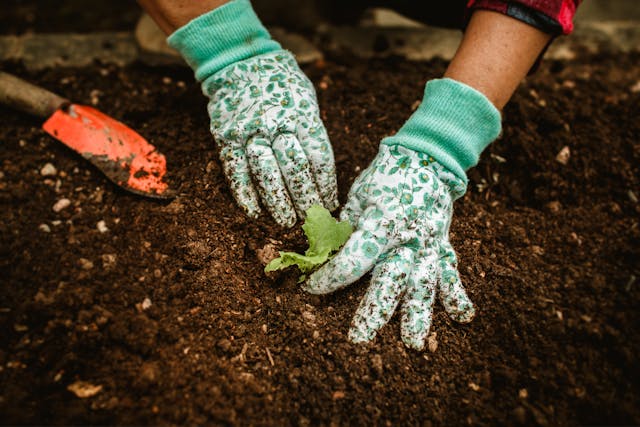 Person Plucking Weeds from Soil