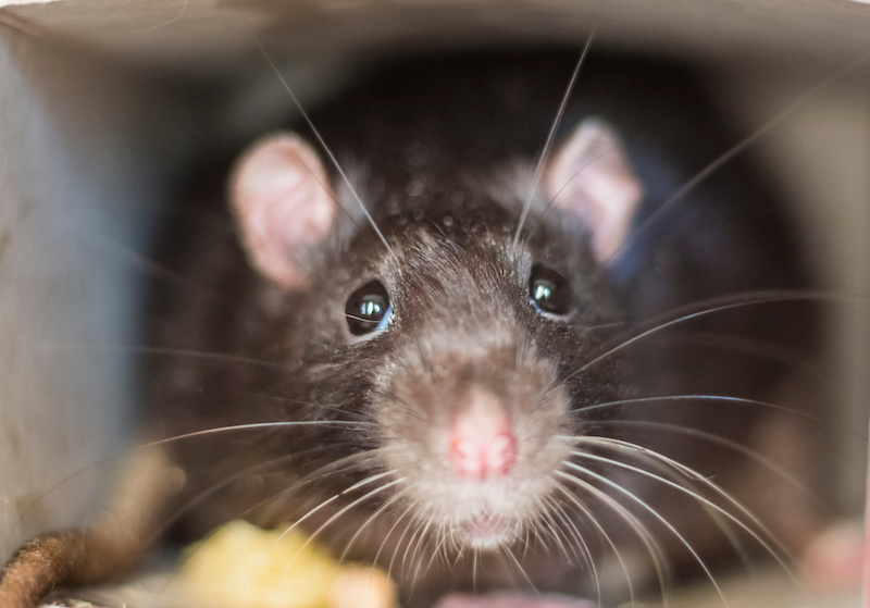 Close-up of a rat looks out of his refuge