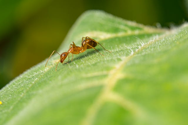 Rec fire ant on leaf