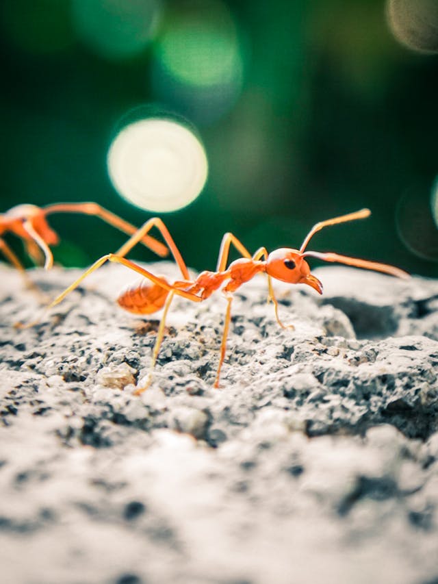 Fire ants in South Carolina