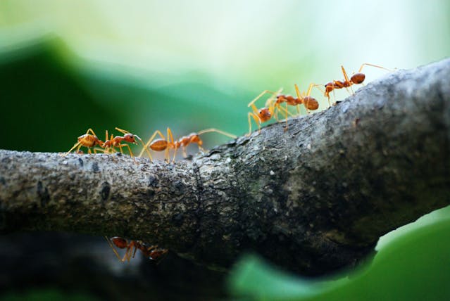 Fire ants crawling on a branch