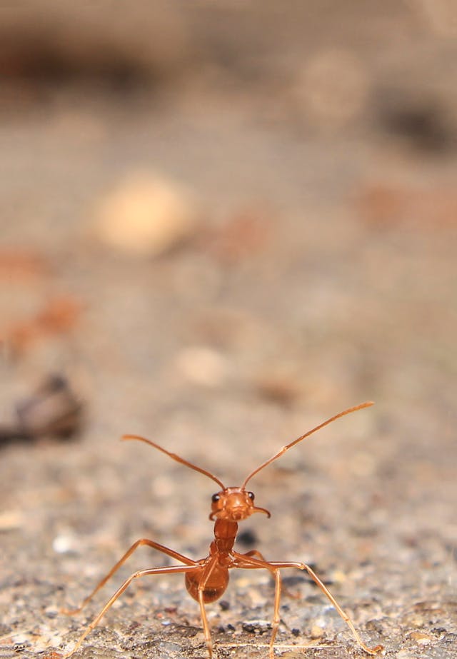 Fire ant outdoors