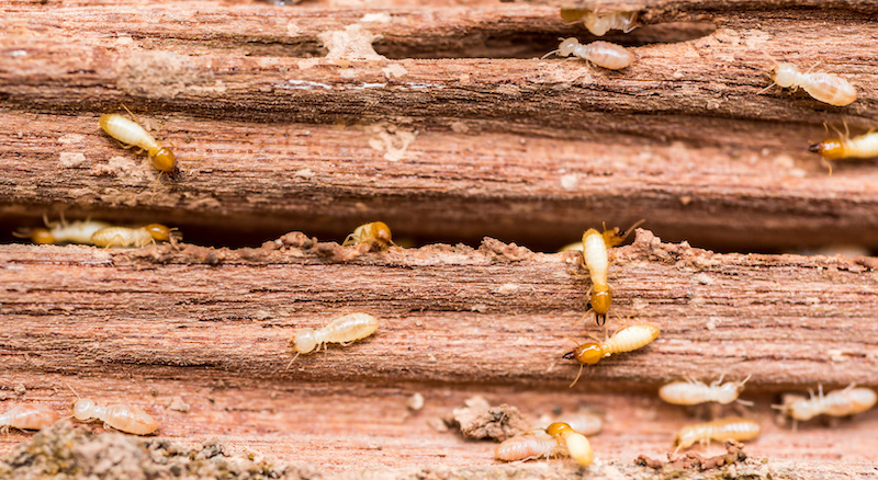 Old and grunge wood board was eating by group of termites