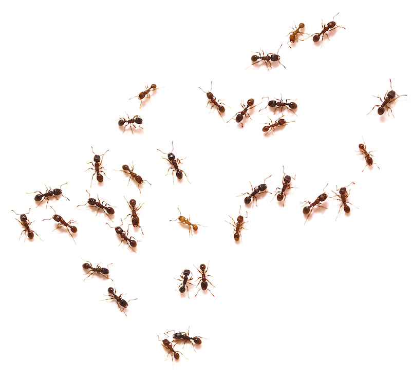 Ants isolated over white background.