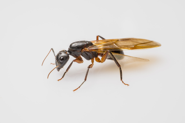 close up flying ant isolated on white background. Winged Carpenter ant, carpenter ant swarm