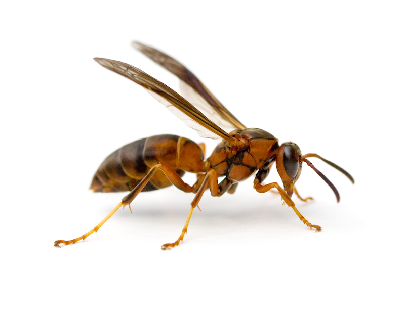 Paper Wasp (Polistes metricus) isolated on white background. South Carolina paper wasp