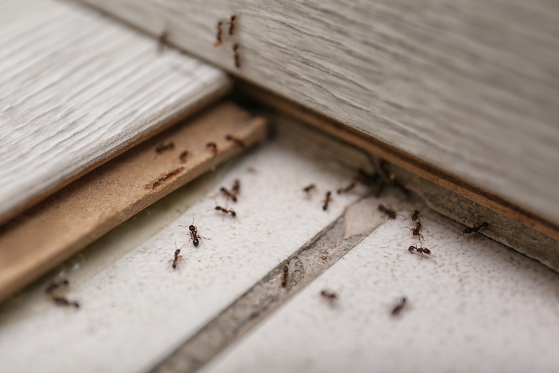 Many black ants on floor at home. Pest control