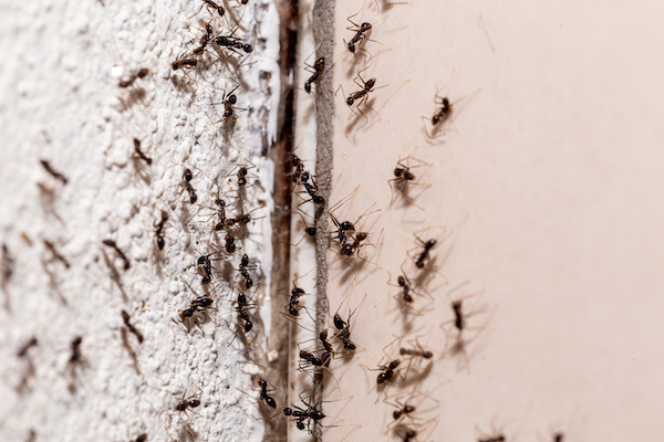 bugs on the wall, coming out through crack in the wall