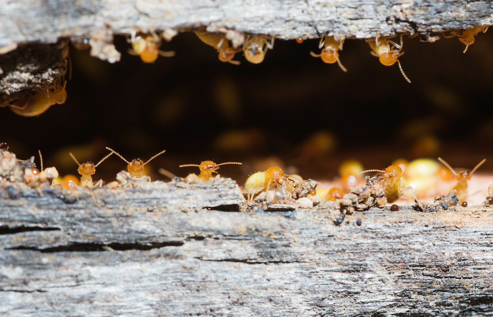 Termites are nesting in the timber.