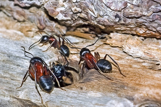 Carpenter ants in wood