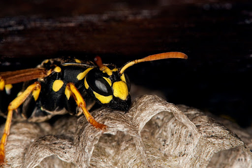 close up of a paper wasp on nest