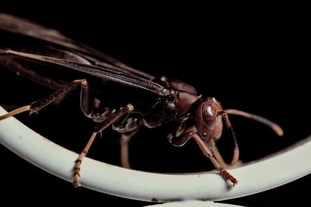 Paper wasp