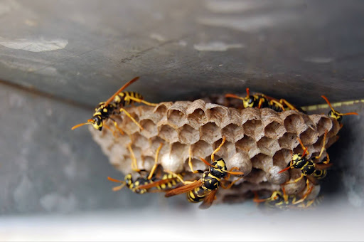 paper wasp under eave