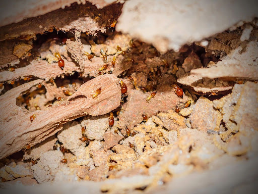 Termites crawling through destroyed wood