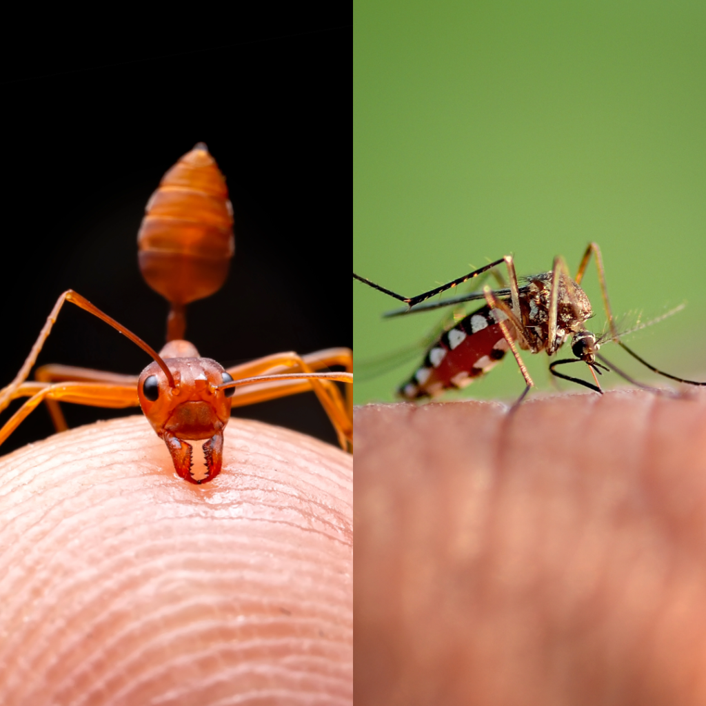 The difference between an ant bite versus a mosquito bite