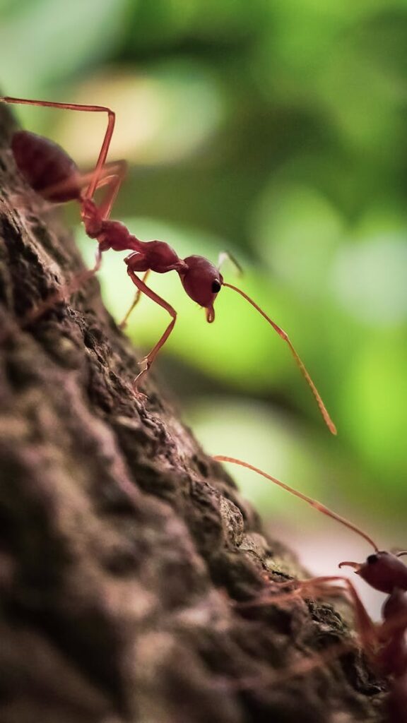 Fire ants crawling on tree bark