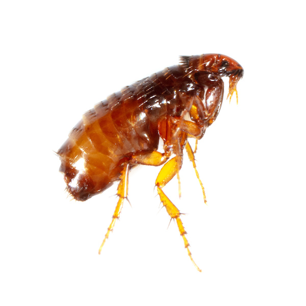 Flea isolated on a white background. Macro