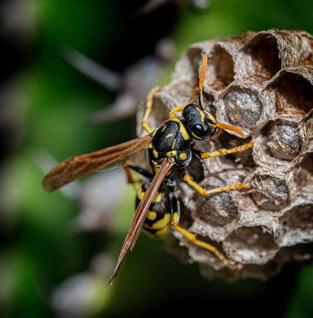 Wasp resting on a small portion of a wasp hive