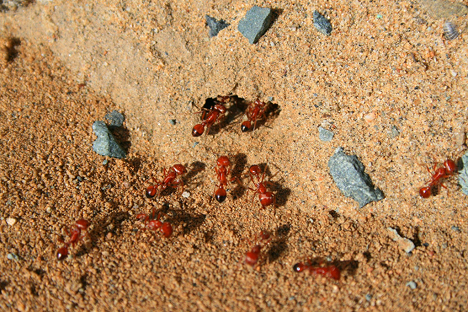 Army Ants vs. Fire Ants_ How to Tell the Difference