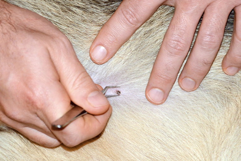 Remove a Tick