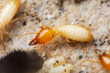 Termite Control