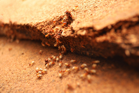 Termite