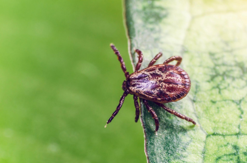 Tick
