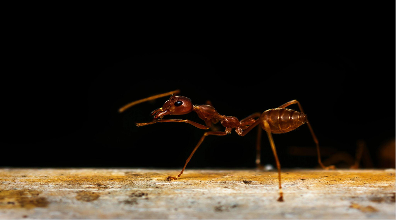 What Are Army Ants