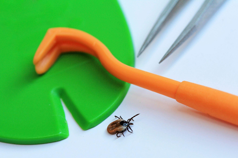 Why Knowing How to Properly Remove a Tick is So Important