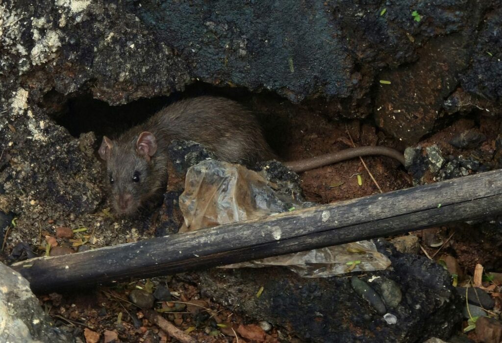 How to choose the best pest control in Greenville