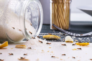 How to get rid of sugar ants in kitchen
