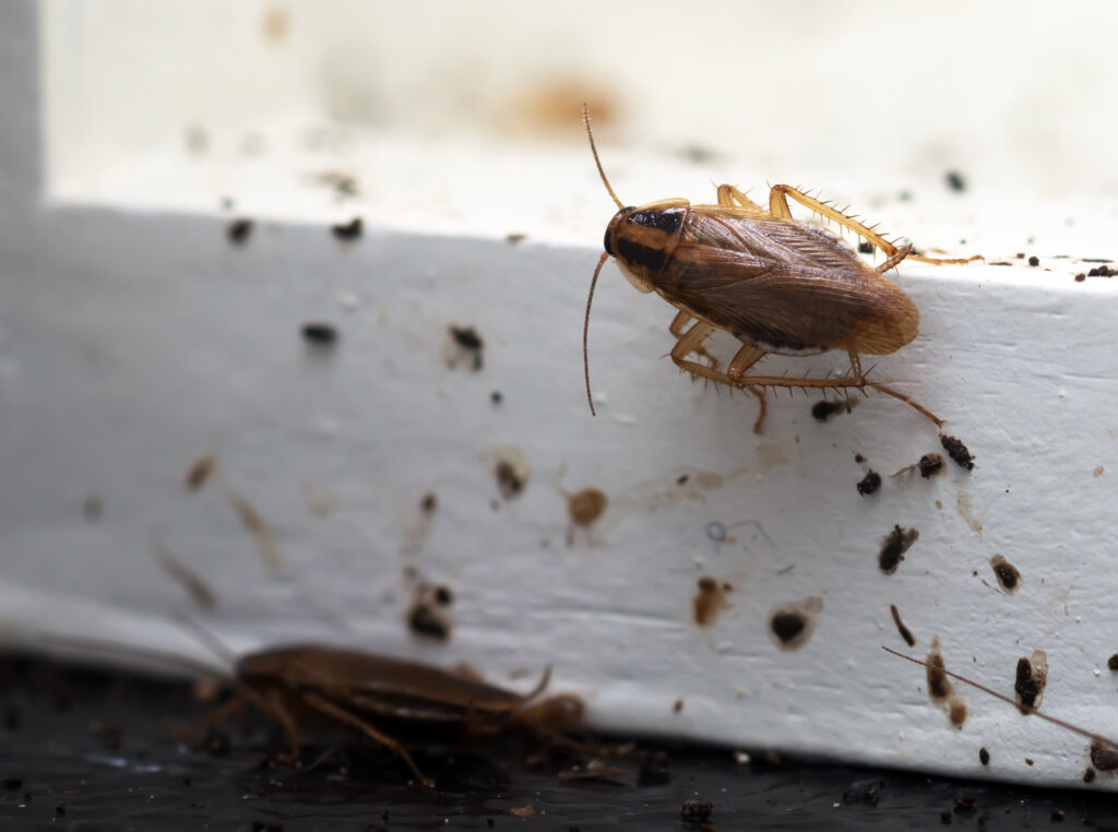 Asian vs German roaches