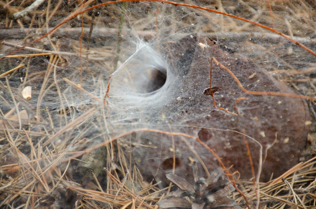Grass spider vs wolf spider
