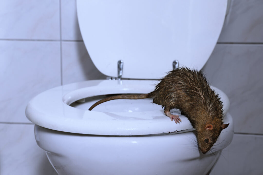 Norway rat