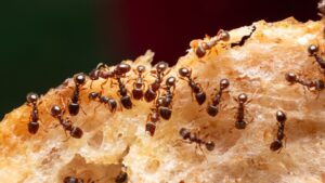 Ants in South Carolina home