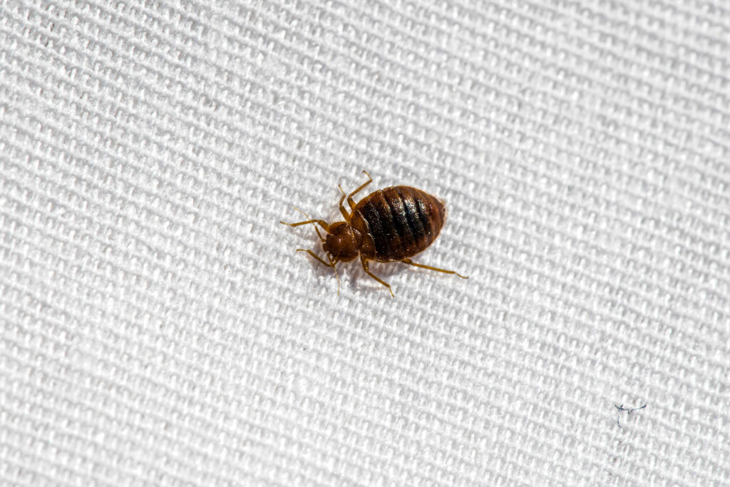 Bed bug couch cover for South Carolina homes