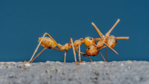 Why do ants carry dead ants in South Carolina