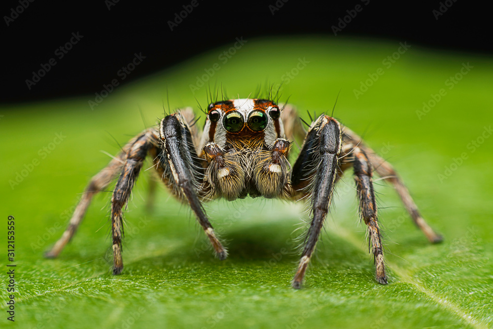 spider infestation