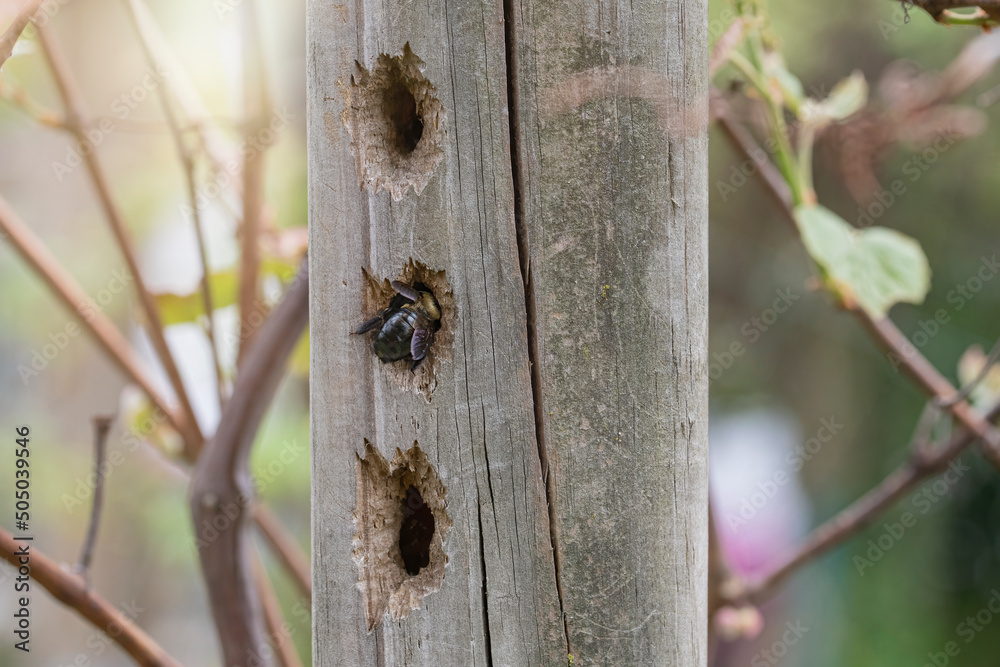 carpenter bee damage on wood