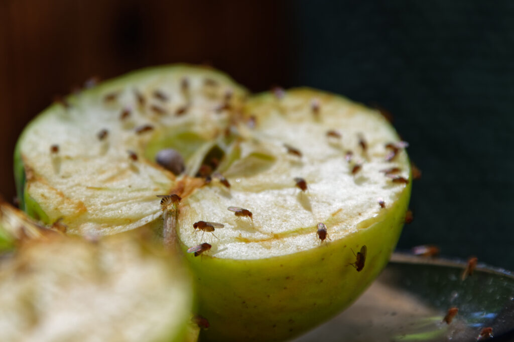 Fruit flies on discarded apple slice outside Duncan SC home