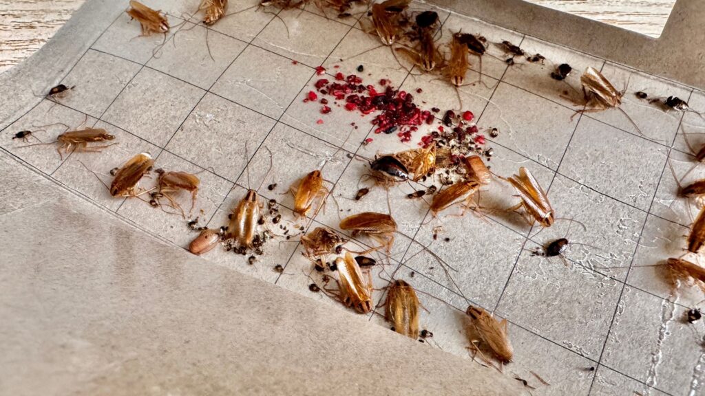 How to get rid of German roaches in South Carolina.