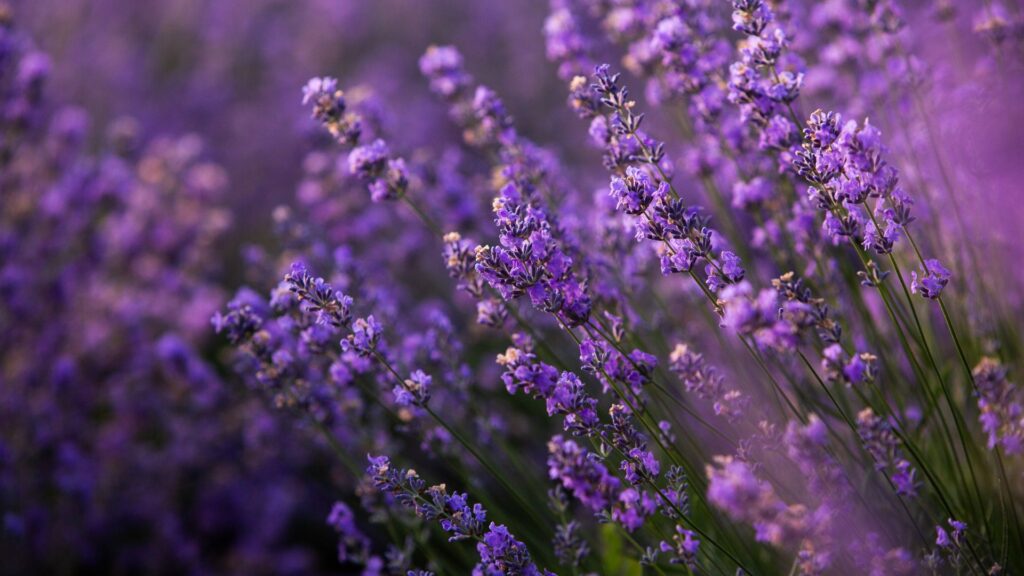 Lavender repelling ants in South Carolina