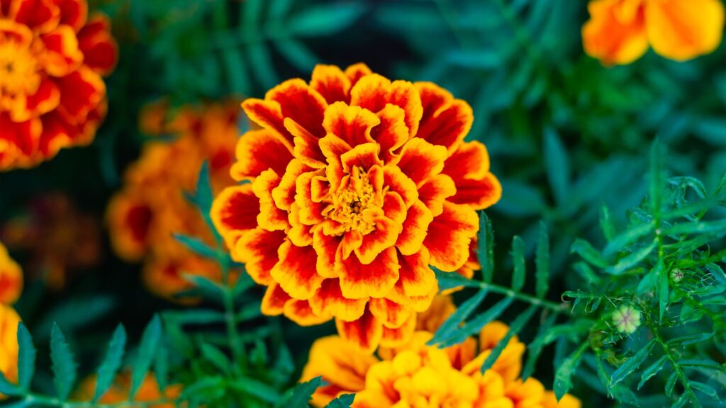 Marigold repelling ants in South Carolina