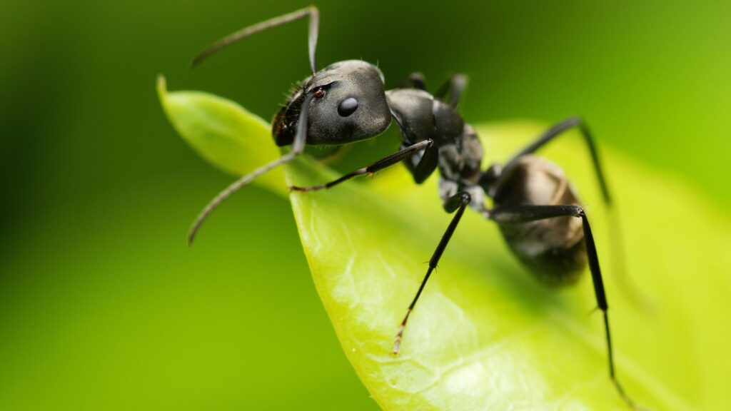Plants that repel ants in South Carolina