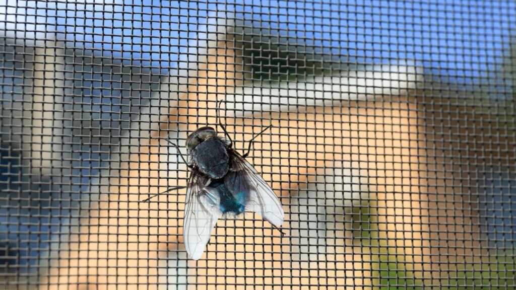Types of flies in South Carolina. Action Pest Services pest tips.