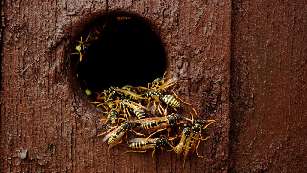 Wasp in home