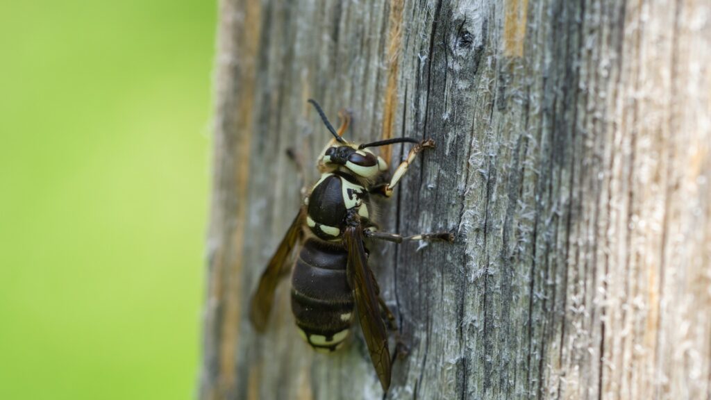 Do hornets die after stinging