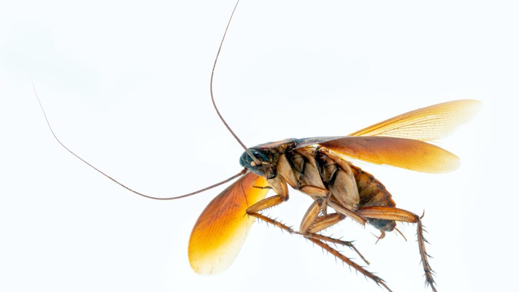 What do cockroaches eat