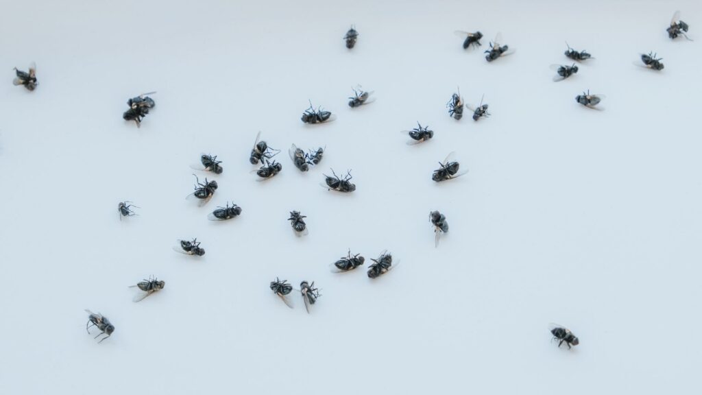 How to get rid of cluster flies